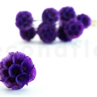 Scabiosa Stellata stabilis&eacute;e Violet (x10)
