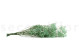 Gypsophile Stabilisé - Pastel Turquoise 5