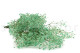 Gypsophile Stabilisé - Pastel Turquoise 6