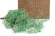 Gypsophile Stabilisé - Pastel Turquoise 4