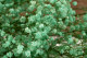 Gypsophile Stabilisé - Pastel Turquoise 2
