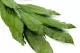 Cocculus stabilis&eacute; (x5) 4