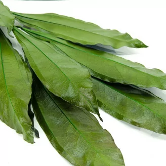 Cocculus stabilis&eacute; (x5)