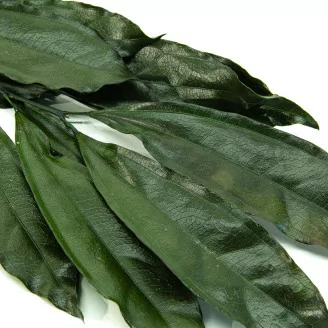 Preserved Cocculus (x5)