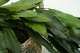 Cocculus preservado (x5) 10