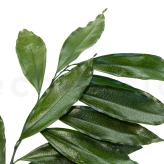 Preserved Cocculus (x5)