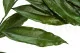 Cocculus stabilis&eacute; (x5) 12