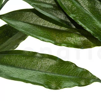 Cocculus stabilis&eacute; (x5)