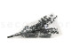 Baby-Blue Eucalyptus Stabilized - Green 10