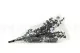 Eucalipto Baby-blue stabilizzato Verde Grigio 10