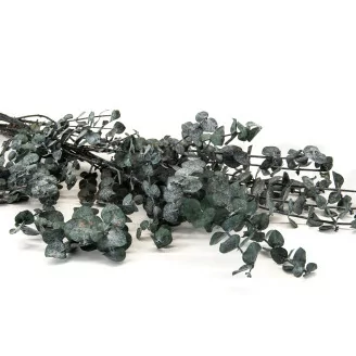 Eucalipto Baby blue preservado Verde Gris