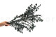Baby-Blue Eucalyptus Stabilized - Green 4