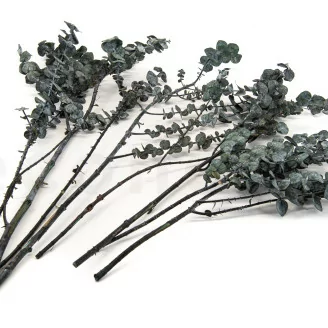 Preserved Baby Blue Eucalyptus Grey Green