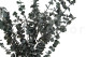 Eucalyptus Baby-blue Stabilisé - Vert 2