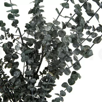 Konservierter Eukalyptus Baby-blue Graugr&uuml;n