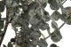 Baby-Blue Eucalyptus Stabilized - Green 5