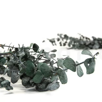 Preserved Baby Blue Eucalyptus Grey Green