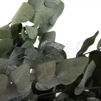 Preserved Cinerea Eucalyptus Green