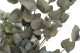 Eucalyptus Cinerea Stabilized - Green 2