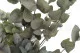 Preserved Cinerea Eucalyptus Green 2