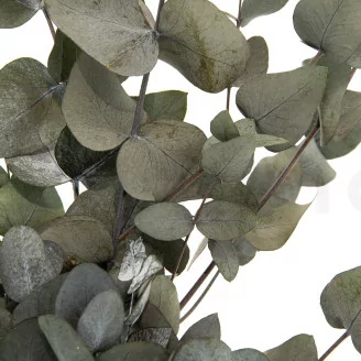 Konservierter Cinerea-Eukalyptus Gr&uuml;n