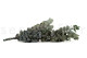 Eucalyptus Cinerea Stabilized - Green 4