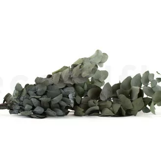 Preserved Cinerea Eucalyptus Green