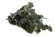 Eucalyptus Cinerea Stabilized - Green 7