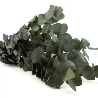 Preserved Cinerea Eucalyptus Green