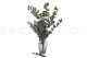 Eucalyptus Cinerea Stabilized - Green 3