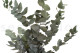 Eucalyptus Cinerea Stabilized - Green 8
