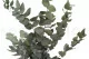 Konservierter Cinerea-Eukalyptus Gr&uuml;n 8
