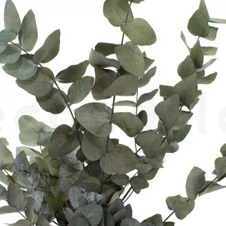 Preserved Cinerea Eucalyptus Green