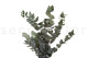 Eucalyptus Cinerea Stabilized - Green 9