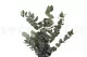 Preserved Cinerea Eucalyptus Green 9