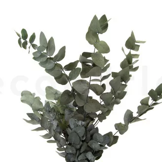 Preserved Cinerea Eucalyptus Green