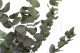 Eucalyptus Cinerea Stabilized - Green 10