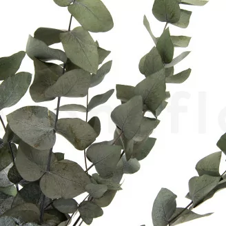 Preserved Cinerea Eucalyptus Green