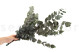 Eucalyptus Cinerea Stabilized - Green 5
