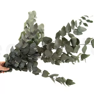 Preserved Cinerea Eucalyptus Green