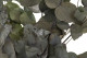 Eucalyptus Cinerea Stabilized - Green 11
