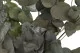 Konservierter Cinerea-Eukalyptus Gr&uuml;n 11