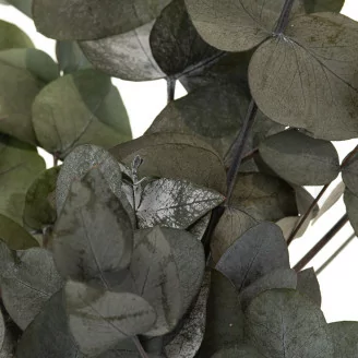 Preserved Cinerea Eucalyptus Green