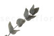 Eucalyptus Cinerea Stabilized - Green 12