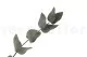 Preserved Cinerea Eucalyptus Green 12