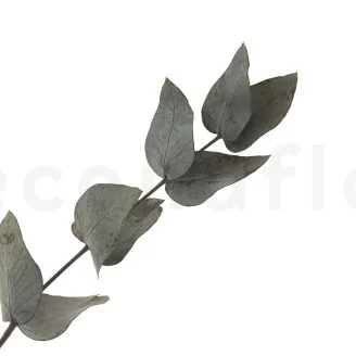 Preserved Cinerea Eucalyptus Green
