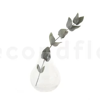 Preserved Cinerea Eucalyptus Green