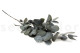 Eucalyptus Cinerea Stabilized - Green 14