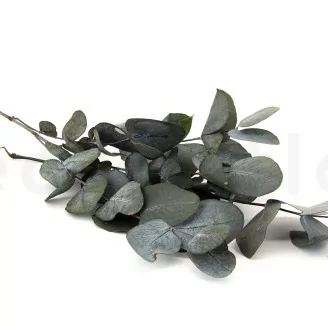 Preserved Cinerea Eucalyptus Green
