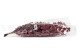 Eucalyptus Stuartiana Stabilized - Raspberry 10